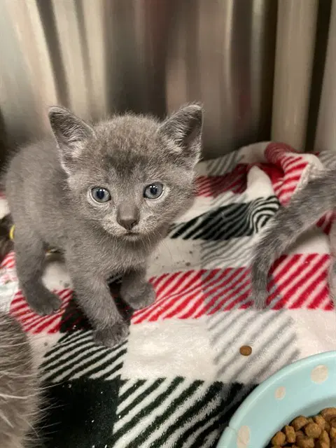 Unknown - Domestic Short Hair