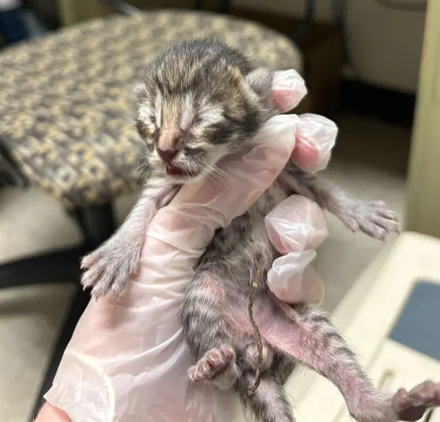 Princeton - Domestic Short Hair