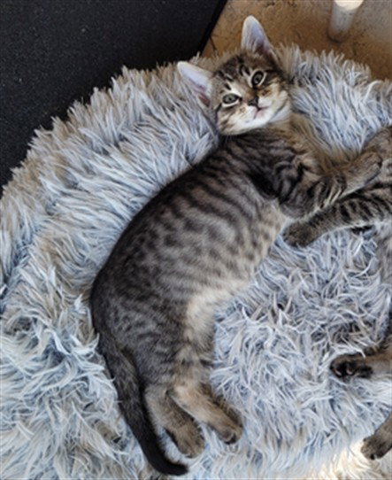 Princeton, Domestic Short Hair / Mixed (medium coat)