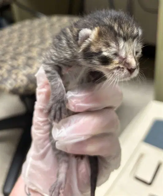 Bobert - Domestic Short Hair