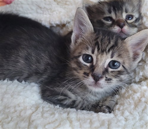 Bobert, Domestic Short Hair / Mixed (medium coat)