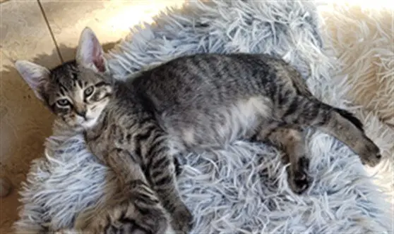 Jack Black - Domestic Short Hair