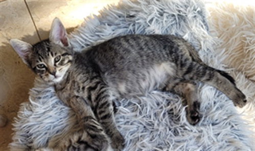 Jack Black, Domestic Short Hair / Mixed (medium coat)