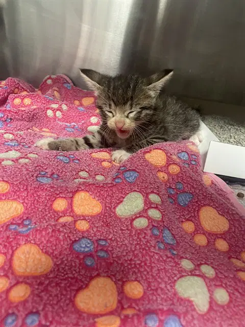 Todd - Domestic Short Hair