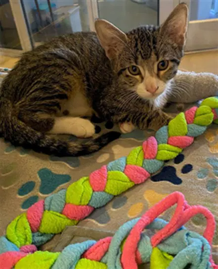 Todd - Domestic Short Hair