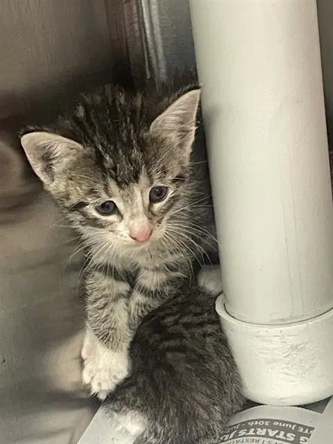 Darlene - Domestic Short Hair