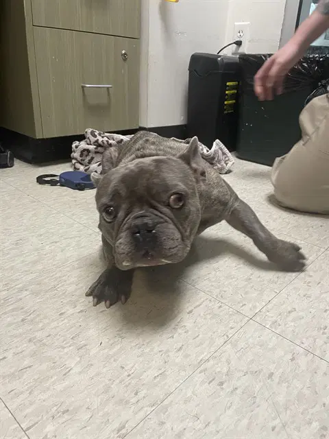 Pac Man - French Bulldog