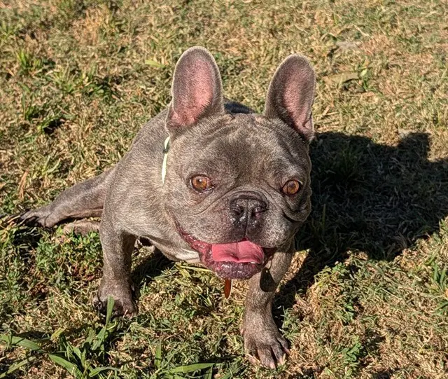 Pac Man - French Bulldog