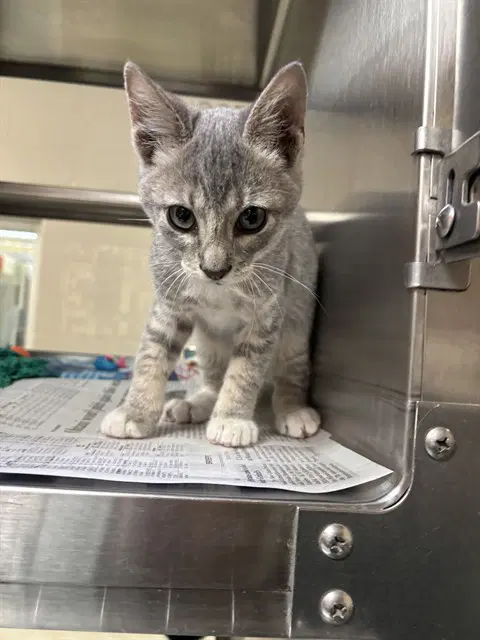 Mittens - Domestic Short Hair