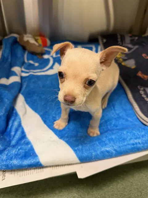 Unknown - Chihuahua