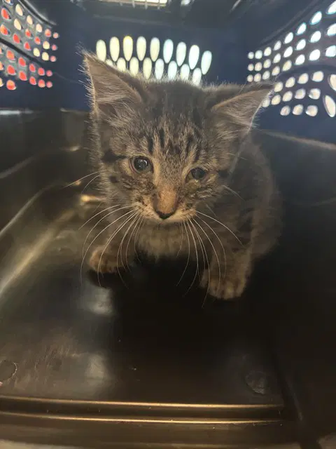 Unknown - Domestic Short Hair