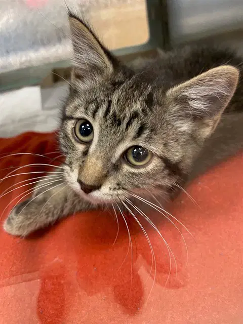 Unknown - Domestic Short Hair