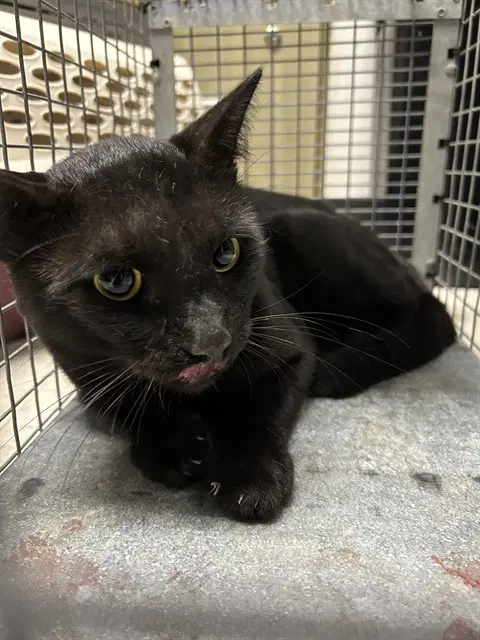 Tripp - Domestic Short Hair