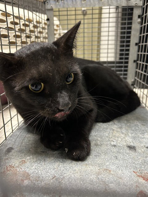 Tripp, Domestic Short Hair / Mixed (medium coat)