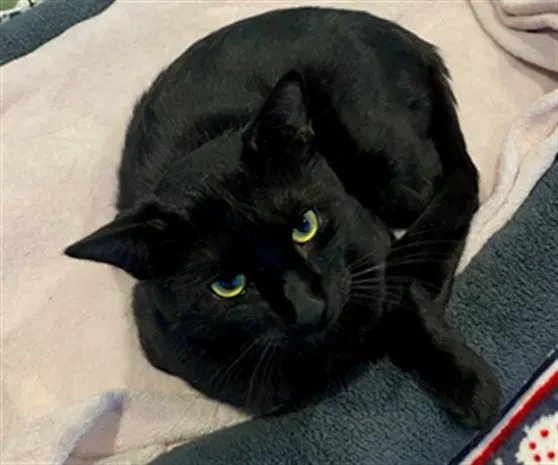 Tripp - Domestic Short Hair