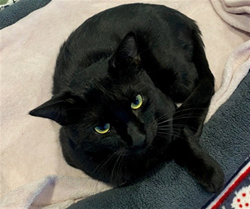 Tripp, Domestic Short Hair / Mixed (medium coat)