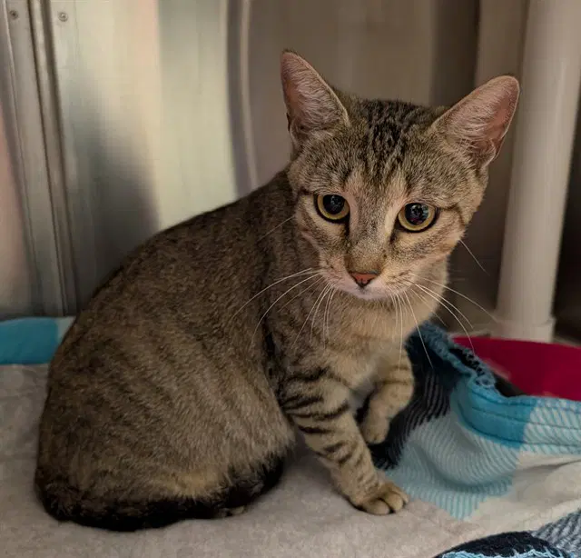 Mandy - Domestic Short Hair