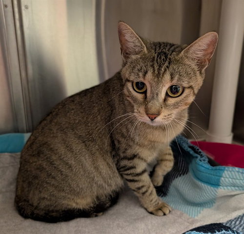 Mandy, Domestic Short Hair (medium coat)