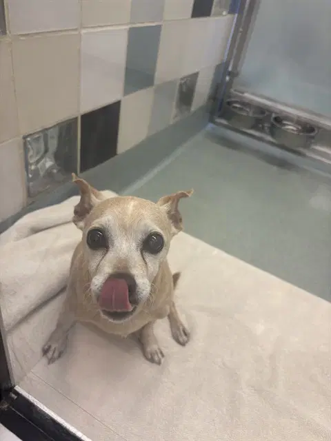 Taffy - Miniature Pinscher