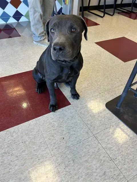 Big Mac - Labrador Retriever
