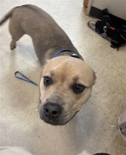 Honeybun - Pit Bull Terrier