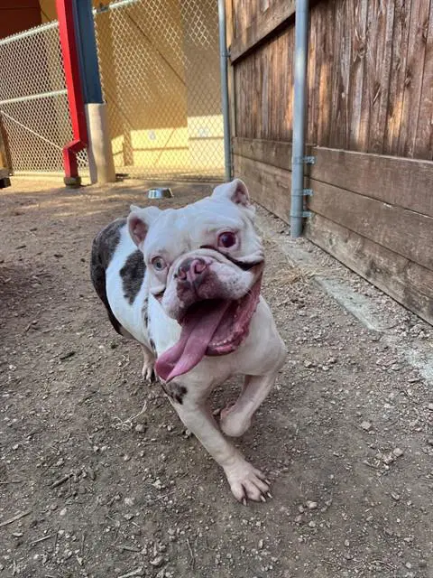 Olivia - Bulldog