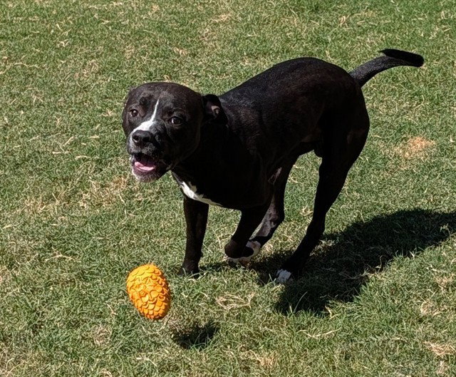 BEVO