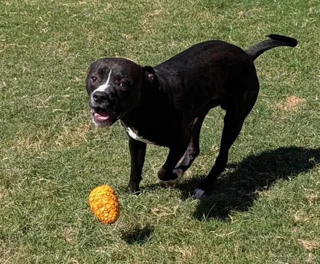 Bevo - Pit Bull Terrier
