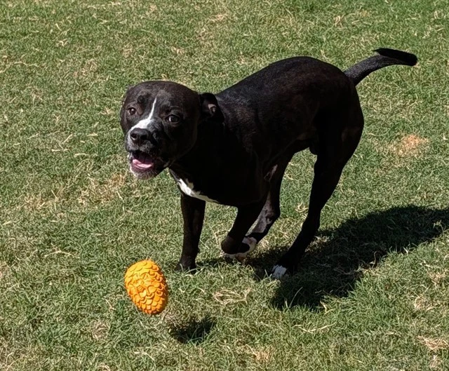Bevo