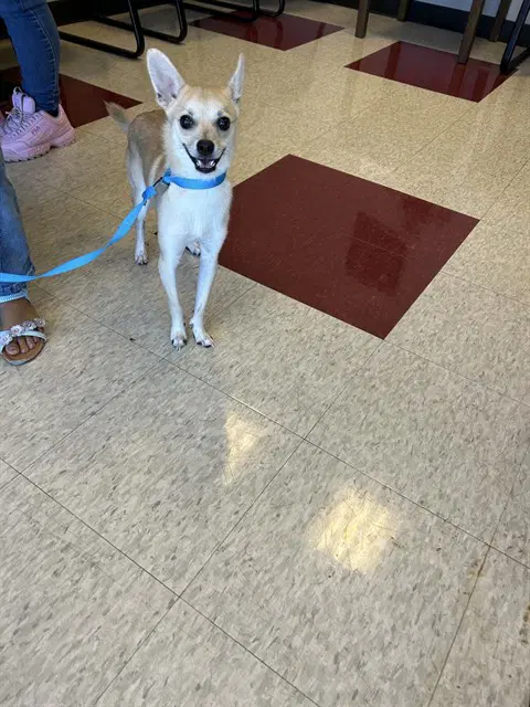 Jet - Chihuahua