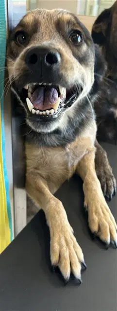 Apollo - Australian Cattle Dog/Blue Heeler