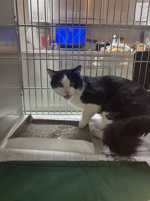 Slate - Domestic Short Hair