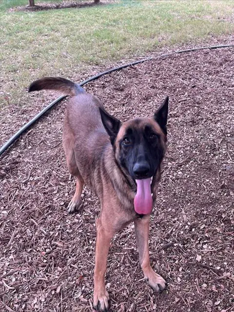 Estrellita - Belgian Shepherd Malinois
