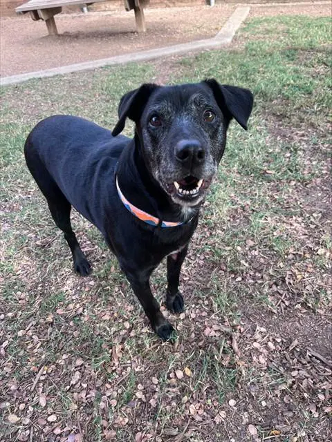 Arthur - Labrador Retriever