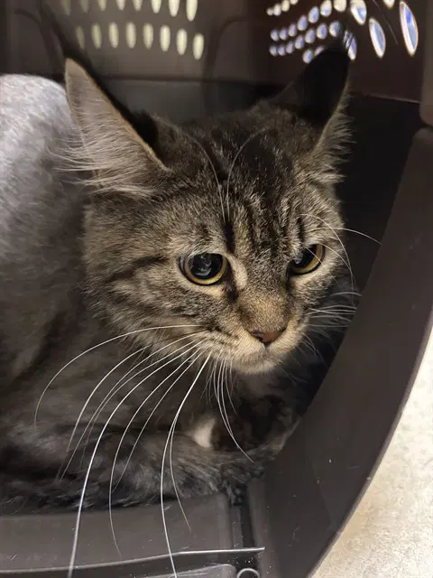Luna - Domestic Short Hair