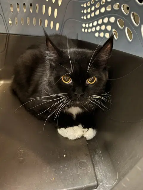 Shabnam - Domestic Short Hair