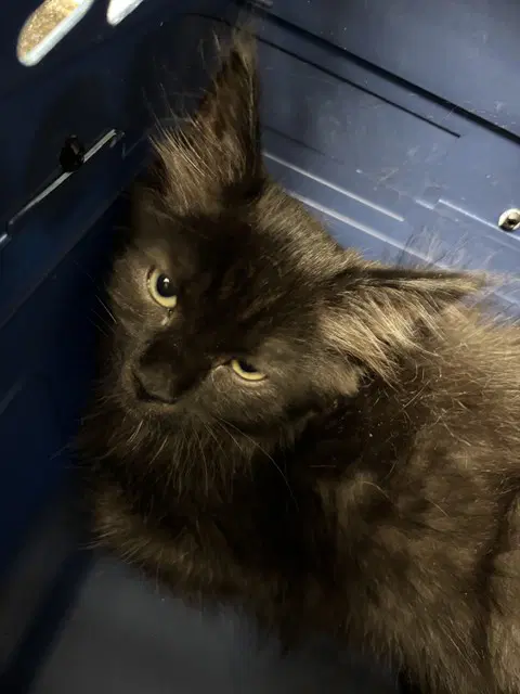 Oliver image 1