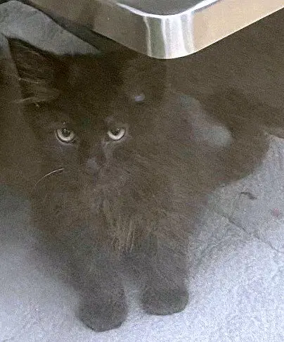 Oliver - Domestic Long Hair