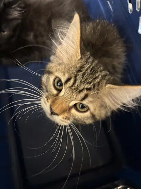 Barnaby - Domestic Long Hair