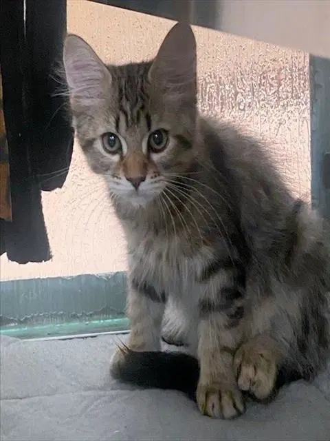 Barnaby - Domestic Long Hair
