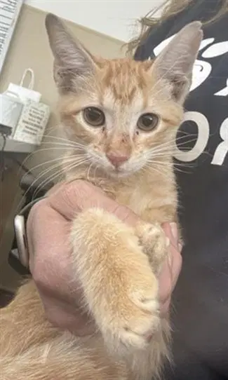 Cobweb - Domestic Short Hair