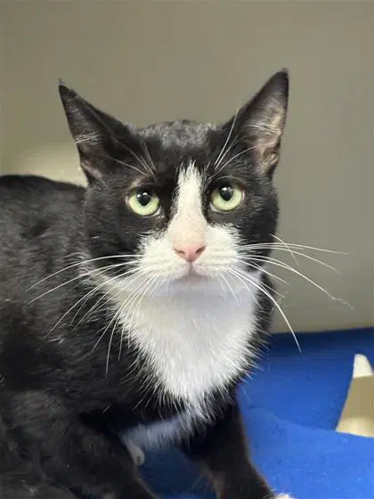 Tux - Domestic Short Hair