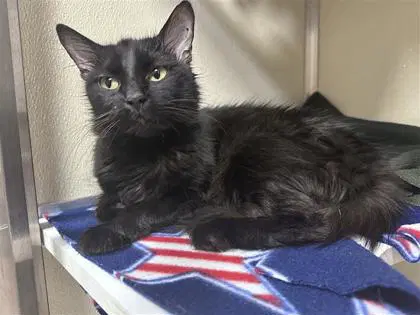 Missy - Domestic Medium Hair