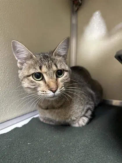 Hex - Domestic Short Hair