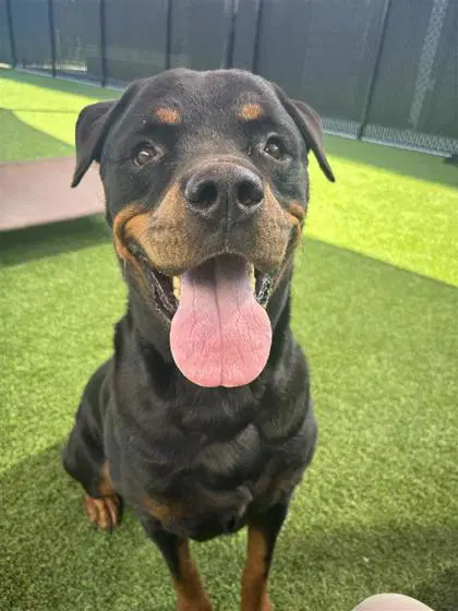 Rotisserie - Rottweiler