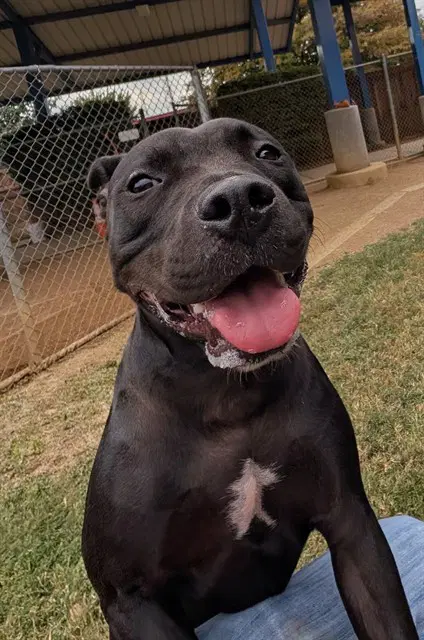 Pepper - Pit Bull Terrier