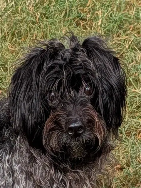 Winnie - Havanese