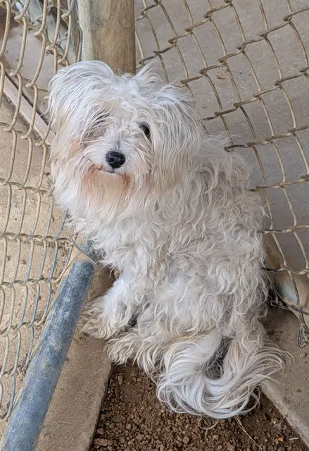 Thelma - Maltese