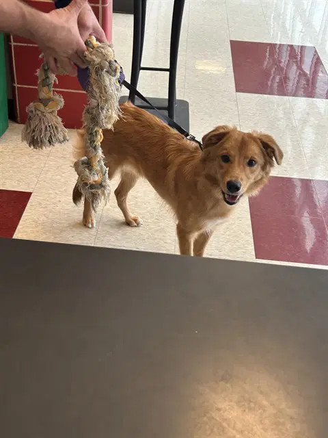 Socks - Labrador Retriever