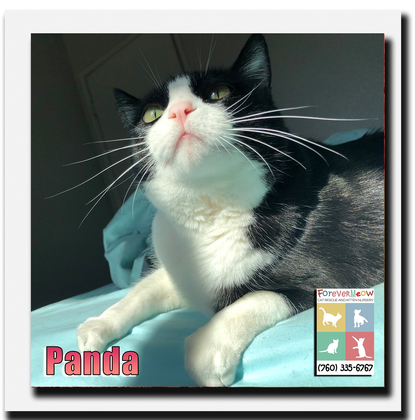 adoptable Cat in Palm Desert, CA named Panda